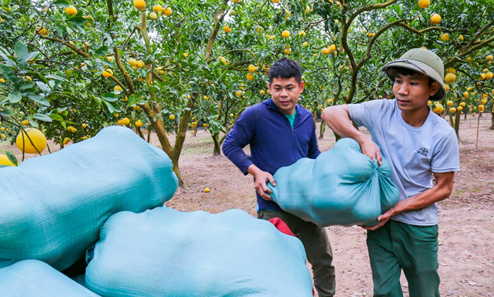 Đề án vùng nguyên liệu giúp địa phương xác định cây trồng chủ lực
