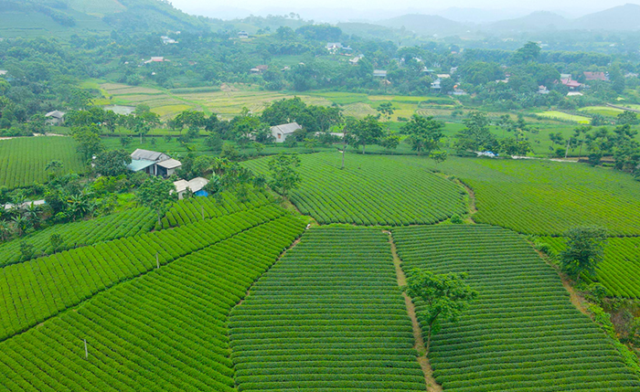 Đề xuất mô hình sản xuất nông nghiệp dựa trên 3 trụ cột