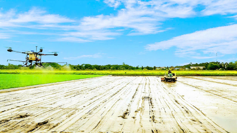 Cần Thơ mở rộng vùng sản xuất lúa chất lượng cao, phát thải thấp