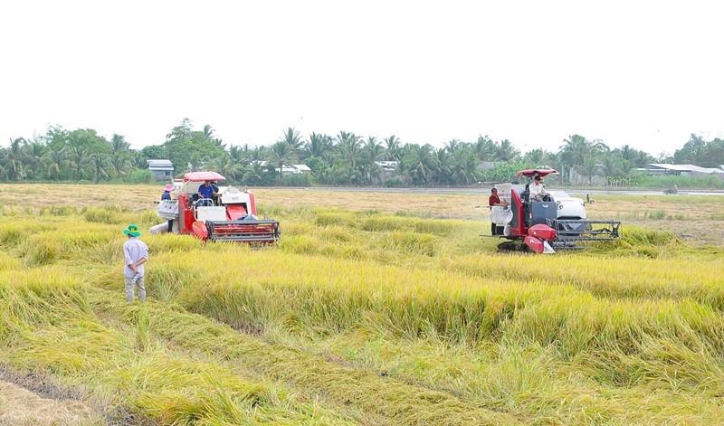 Cần Thơ mở rộng vùng sản xuất lúa chất lượng cao, phát thải thấp