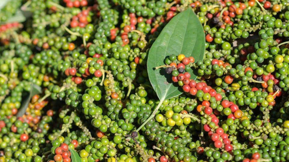 Giá tiêu hôm nay 25/12: Bật tăng lên mức 150.000 đồng/kg