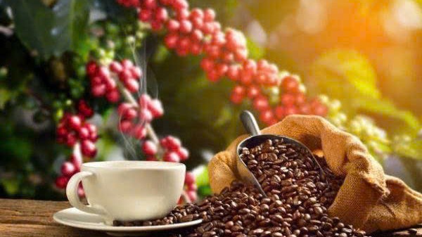 Giá cà phê hôm nay 25/12: Robusta nối dài chuỗi tăng trước kỳ nghỉ Giáng sinh
