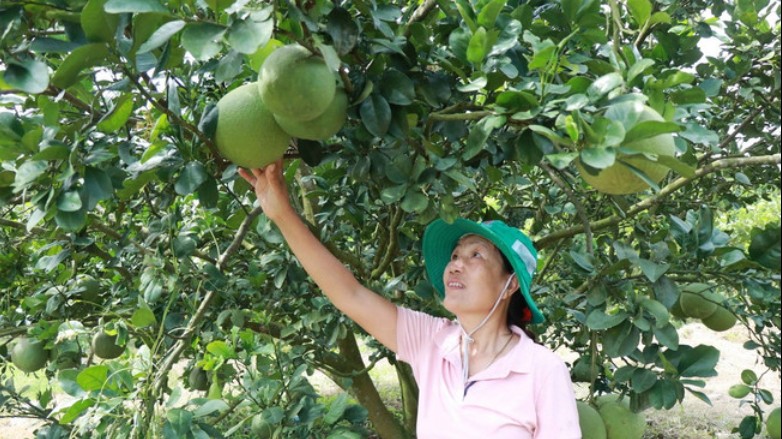 Tập trung phát triển nông nghiệp an toàn, chất lượng cao