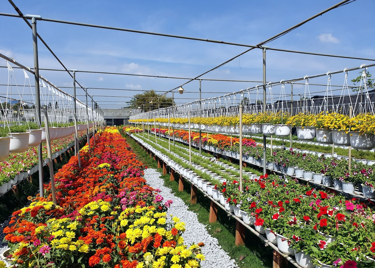 Ứng dụng công nghệ trong phát triển ngành hoa kiểng