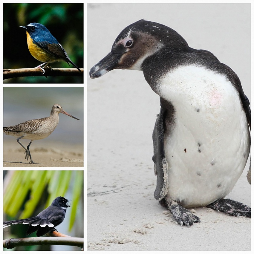 Đỗ Doãn Hoàng - Nhà báo có góc nhìn và kiến giải độc đáo Đỗ Doãn Hoàng - Nhà báo có góc nhìn và kiến giải độc đáo