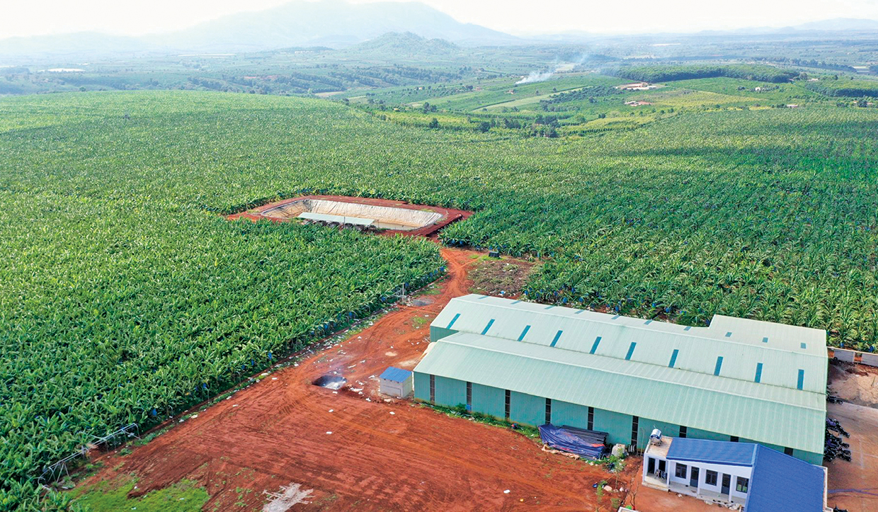Cánh đồng chuối lớn của Công ty cổ phần Nông nghiệp công nghệ cao Hưng Sơn. Ảnh: NGỌC SANG