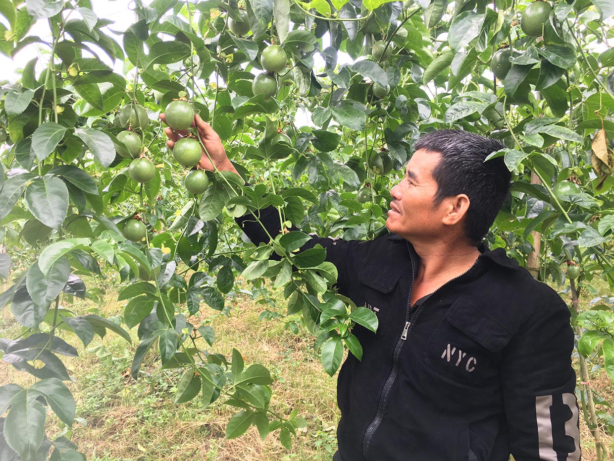 Gia Lai: Thu tiền tỷ nhờ trồng chanh dây xuất khẩu Nhờ sản xuất theo hướng sạch nên vườn chanh dây của ông Nguyễn Văn Minh luôn đạt năng suất cao. Ảnh: Q.T