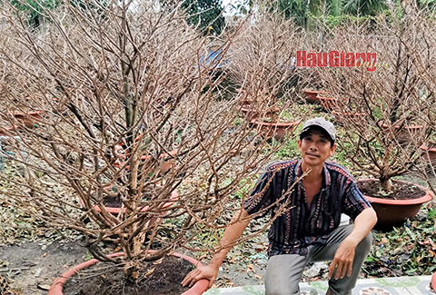 Tất bật vụ mai tết