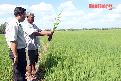 Vui xuân không quên đồng ruộng Vui xuân không quên đồng ruộng