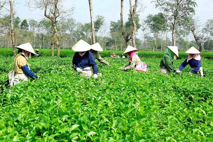 Doanh nghiệp Gia Lai và những kỳ vọng trong năm mới ảnh 1