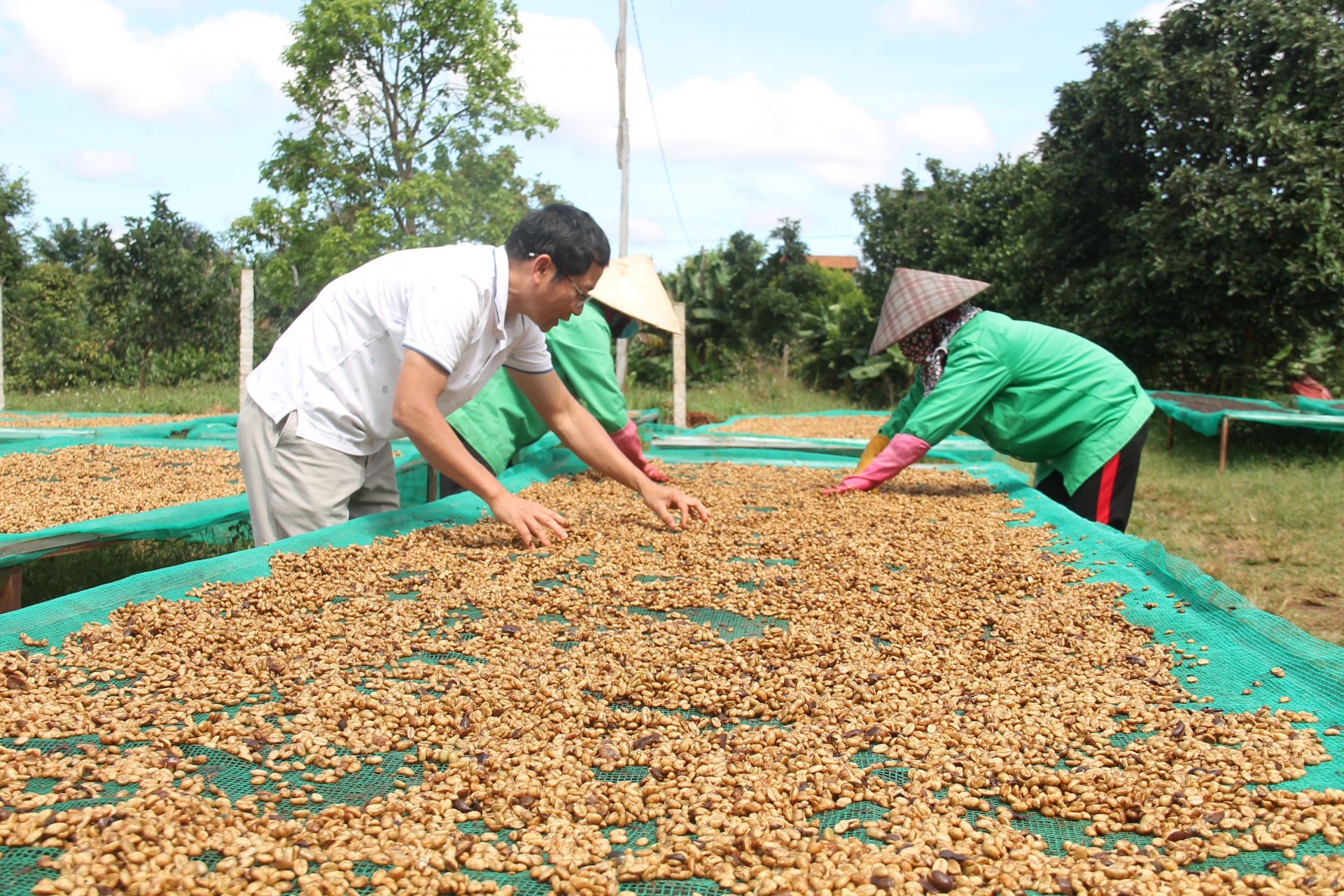 Đắk Lắk: Khơi dậy giá trị đặc biệt của cà phê Robusta