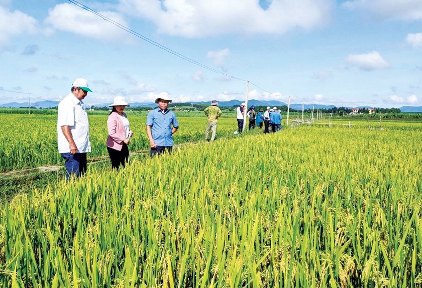 Đak Pơ: Giống lúa mới mang lại hiệu quả cao  ảnh 1