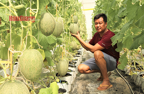 Hậu Giang: Huyện Long Mỹ hướng đến nông nghiệp xanh Hậu Giang: Huyện Long Mỹ hướng đến nông nghiệp xanh