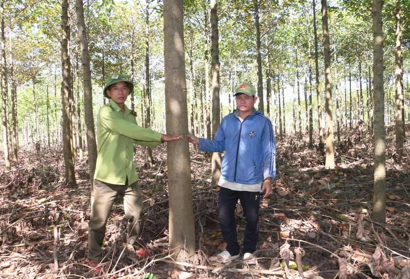 Vườn cây gáo vàng của gia đình ông Siu Blí (bìa phải) sinh trưởng và phát triển tốt. Ảnh: Q.T Vườn cây gáo vàng của gia đình ông Siu Blí (bìa phải) sinh trưởng và phát triển tốt. Ảnh: Q.T