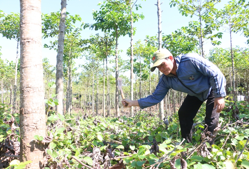 Ông Siu Blí phát cỏ, cắt tỉa cành để cây phát triển tốt hơn, cho sản lượng gỗ cao hơn. Ảnh: Q.T Ông Siu Blí phát cỏ, cắt tỉa cành để cây phát triển tốt hơn, cho sản lượng gỗ cao hơn. Ảnh: Q.T