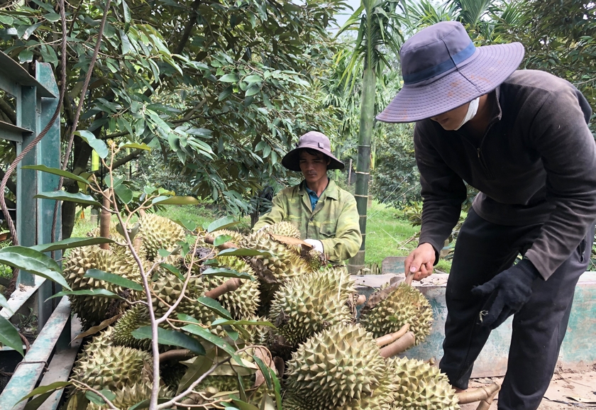 Người dân Gia Lai thu hoạch sầu riêng niên vụ năm 2023. Ảnh: L.N Người dân Gia Lai thu hoạch sầu riêng niên vụ năm 2023. Ảnh: L.N