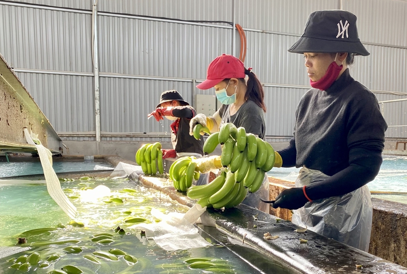 Công nhân sơ chế chuối để xuất khẩu tại Công ty cổ phần Nông nghiệp công nghệ cao Hưng Sơn (huyện Đak Đoa). Ảnh: HÀ DUY Công nhân sơ chế chuối để xuất khẩu tại Công ty cổ phần Nông nghiệp công nghệ cao Hưng Sơn (huyện Đak Đoa). Ảnh: HÀ DUY