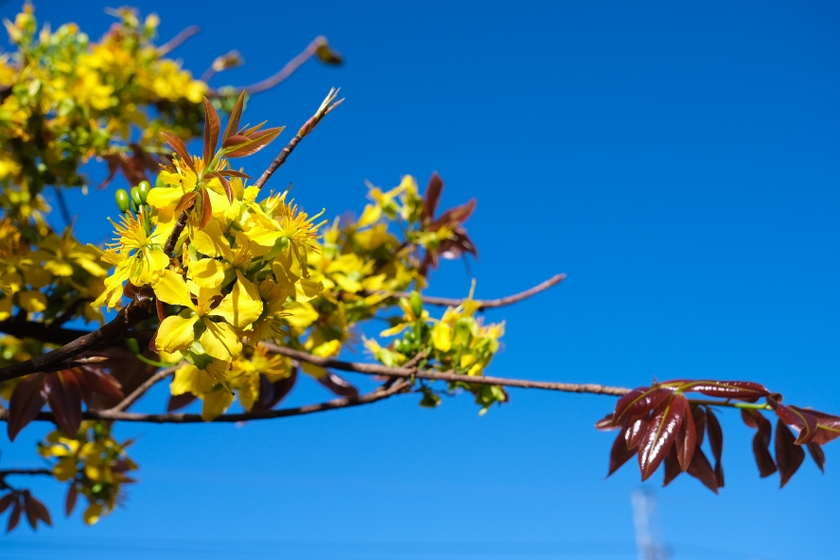 Mùa xuân cũng là lúc mai đâm chồi nẩy lộc. Màu lá non mang sắc đỏ rất đặc trưng. Ảnh: Hoàng Ngọc