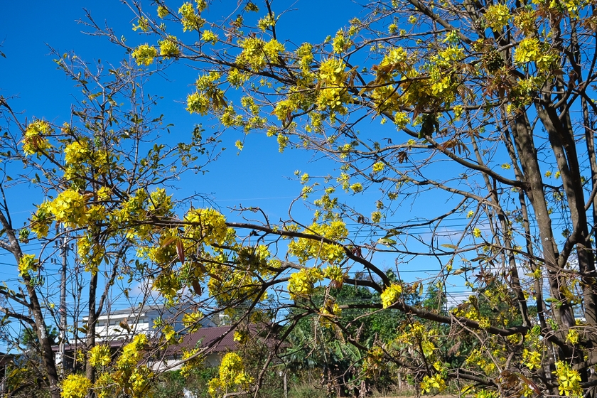 Trong cái nắng gió cao nguyên, sắc mai vàng càng đượm màu. Ảnh: Hoàng Ngọc