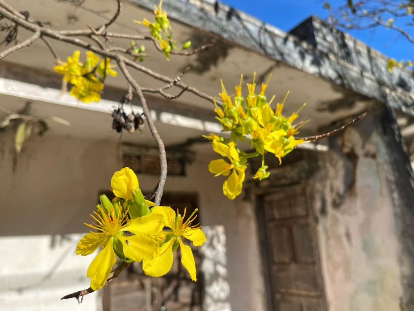 Sắc mai vàng làm duyên trước hiên nhà, báo hiệu một mùa Xuân mới. Ảnh: Hoàng Ngọc