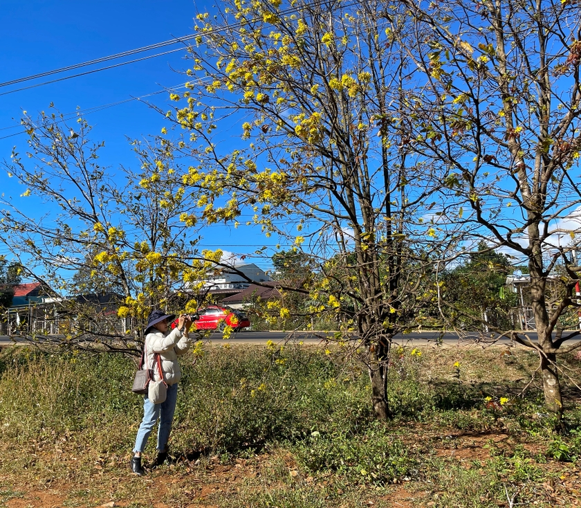 Mai rừng được người dân thôn 3, xã Hòa Phú, huyện Chư Păh trồng khá phổ biến trong sân, ngoài ngõ. Ảnh: Hoàng Ngọc