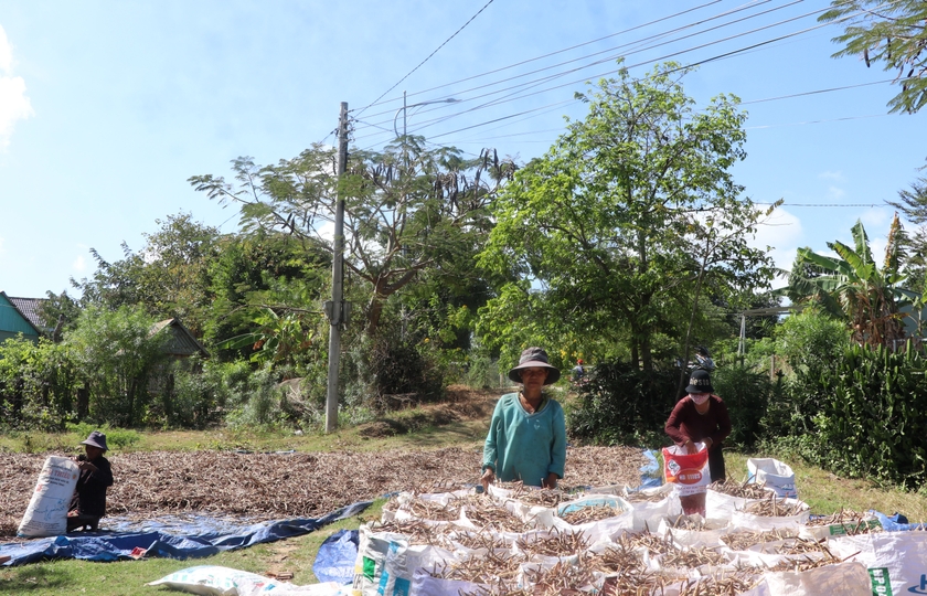 Gia đình bà Đinh Thị Ngung (tổ dân phố Plei Nghe, thị trấn Kông Chro) hong phơi đậu đen. Ảnh: N.M