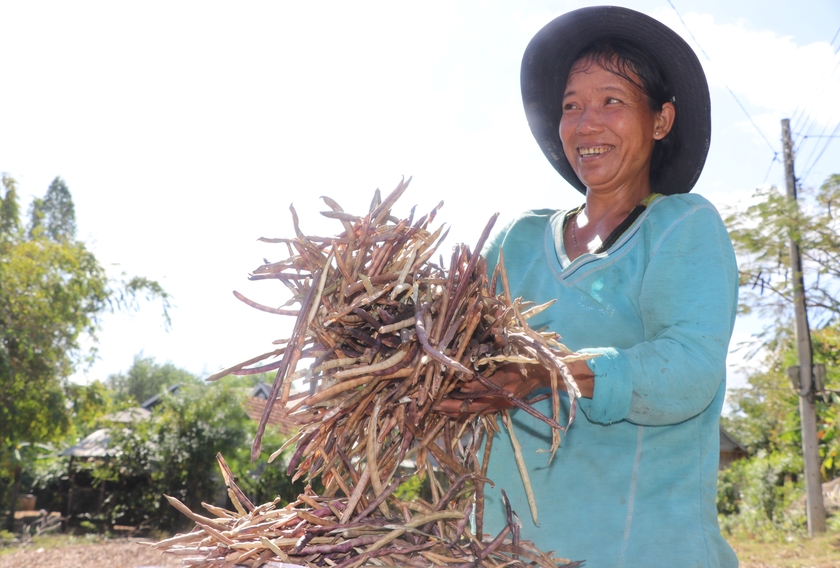 Nông dân huyện Kông Chro vui mừng khi nông sản được mùa, được giá. Ảnh: N.M
