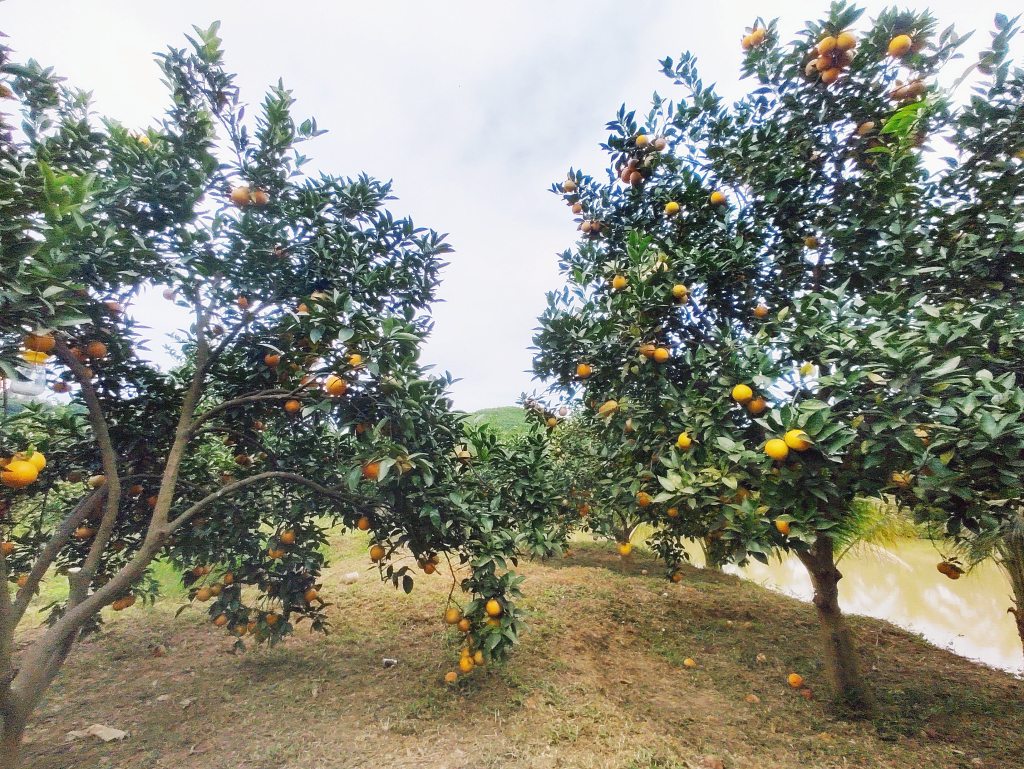 Quảng Ninh: Khẳng định thương hiệu sản phẩm Quảng Ninh: Khẳng định thương hiệu sản phẩm