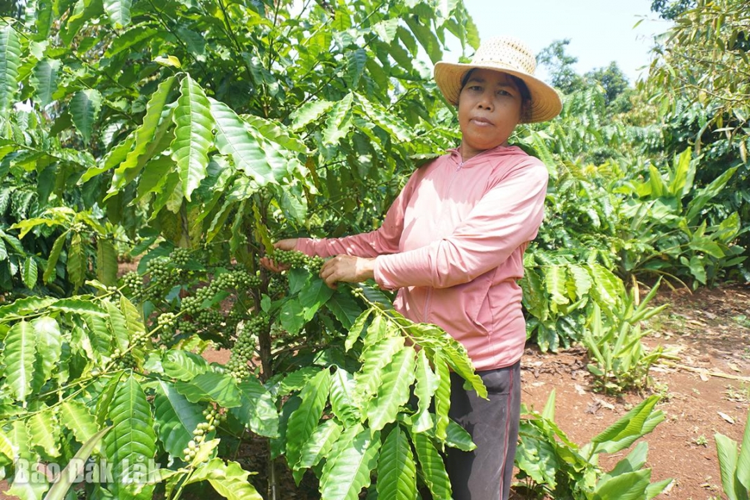 Đắk Lắk: Phụ nữ thị xã Buôn Hồ giúp nhau phát triển kinh tế