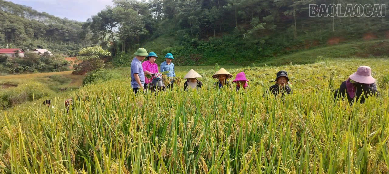 Lào Cai: Xã Châu Quế hướng tới phát triển bền vững Lào Cai: Xã Châu Quế hướng tới phát triển bền vững