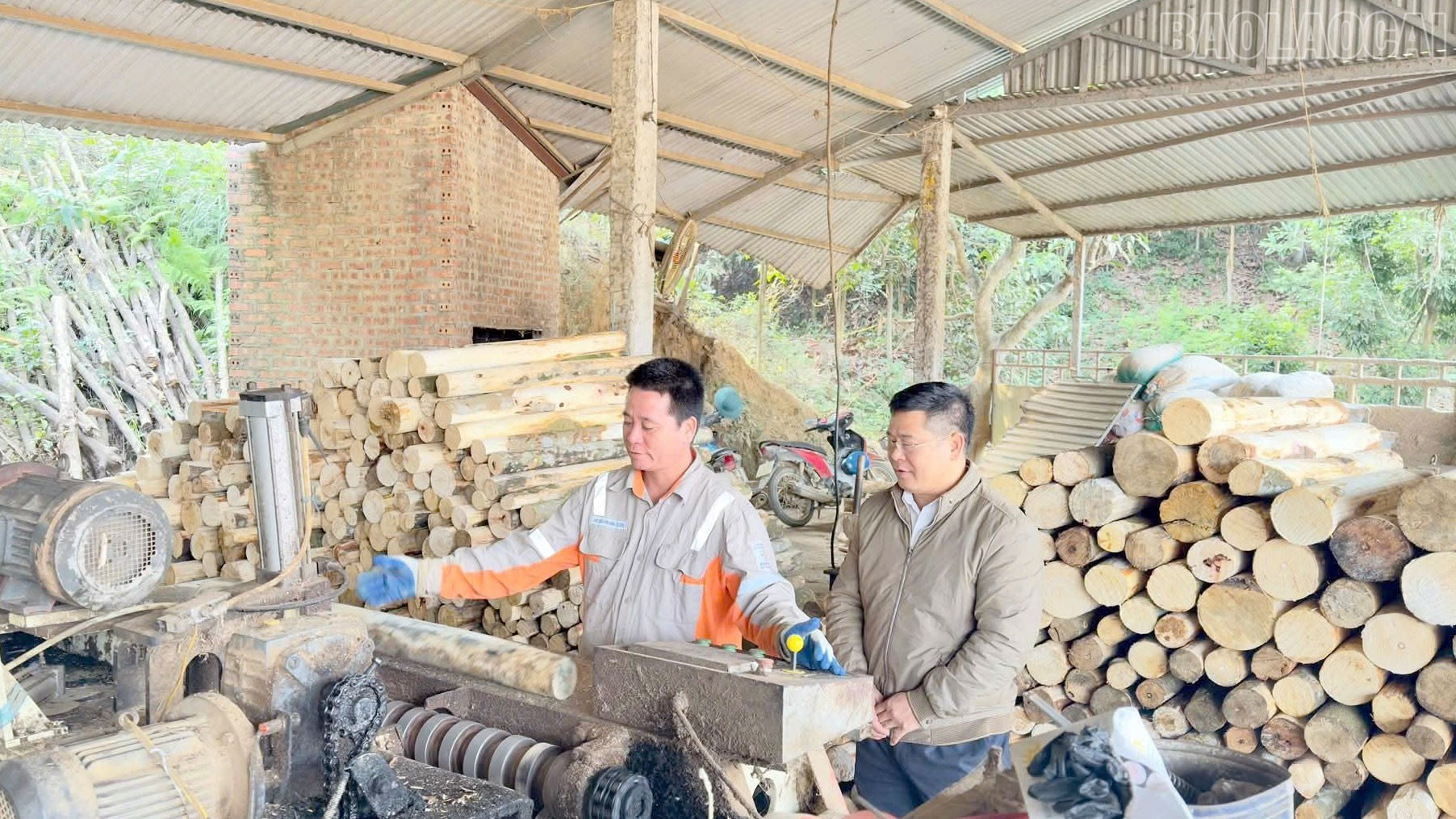 Lào Cai: Châu Quế phát triển kinh tế rừng