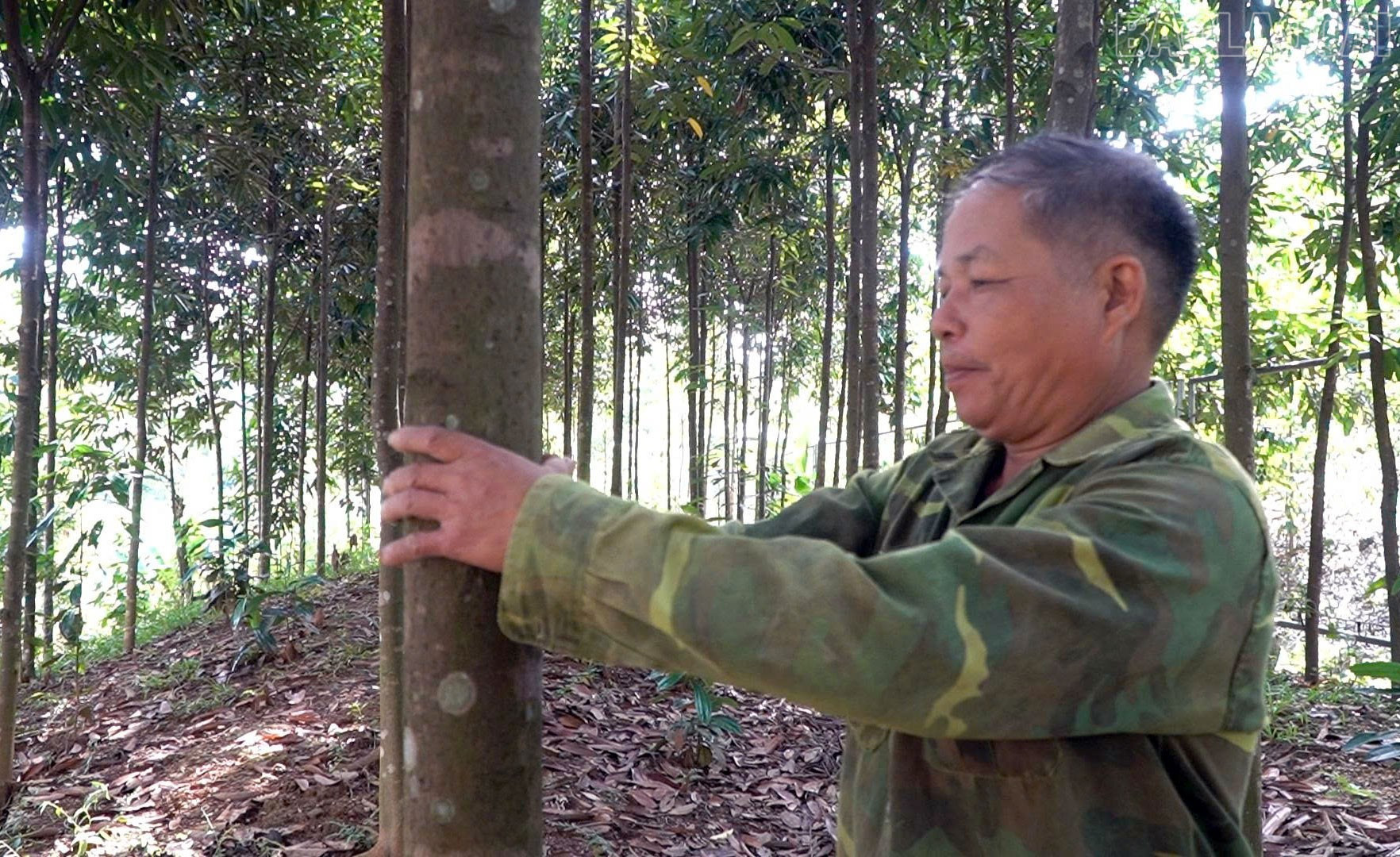 Lào Cai: Châu Quế phát triển kinh tế rừng