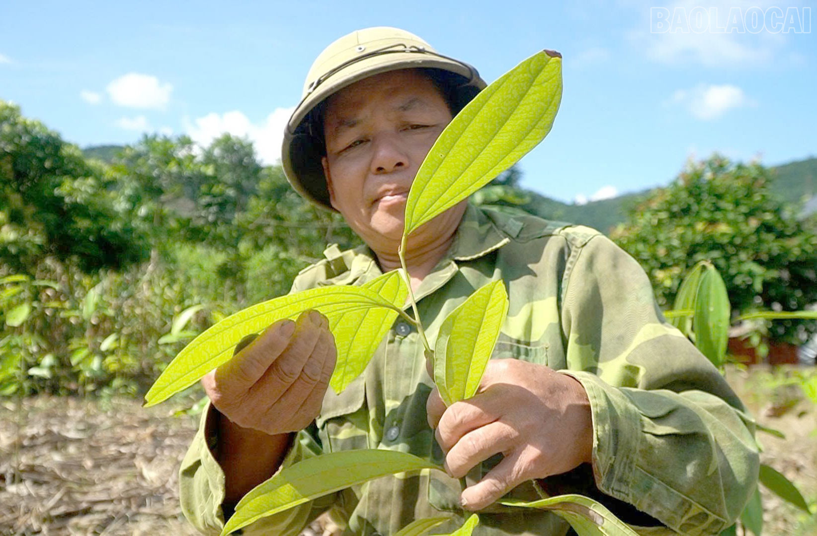 Lào Cai: Châu Quế phát triển kinh tế rừng
