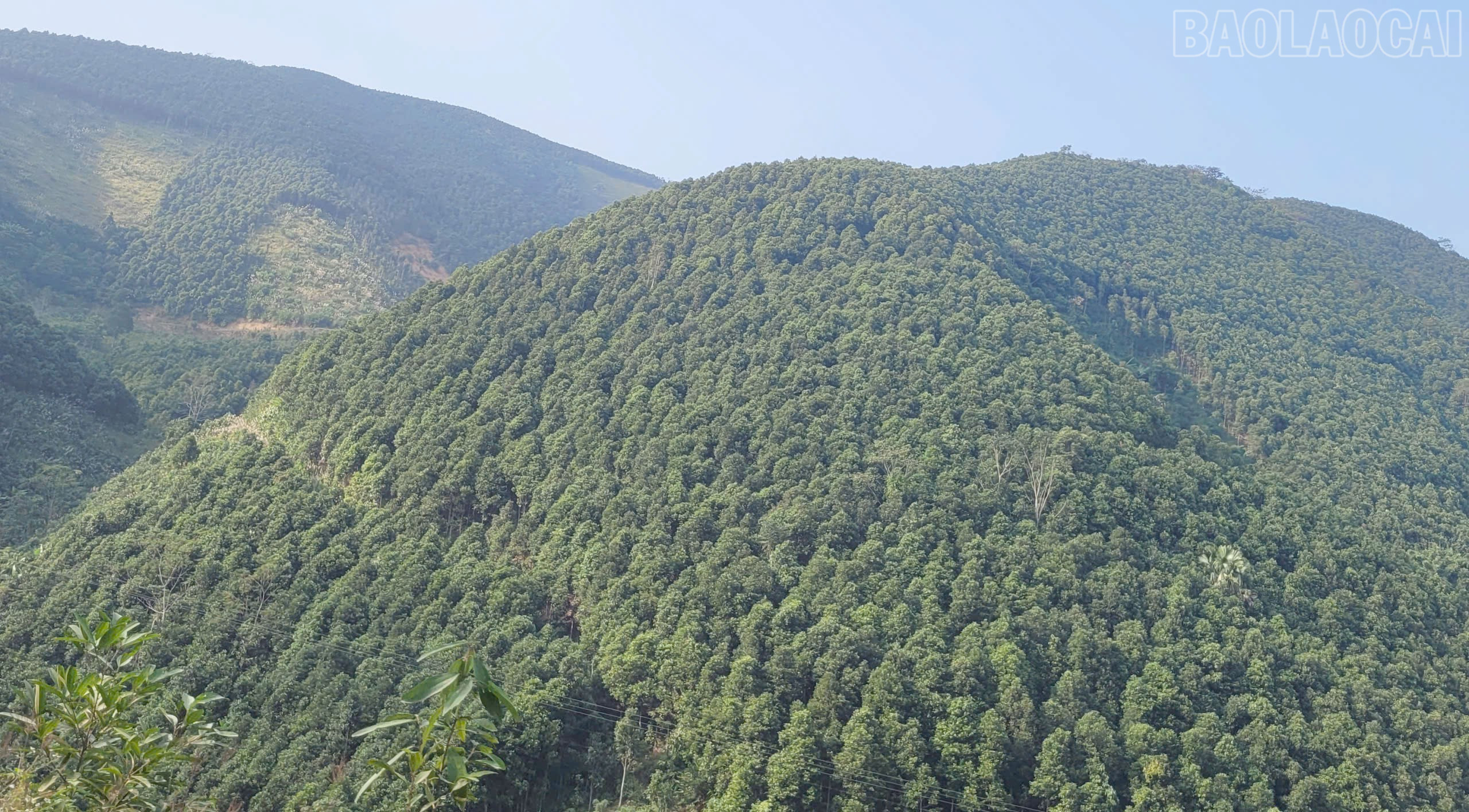 Lào Cai: Châu Quế phát triển kinh tế rừng