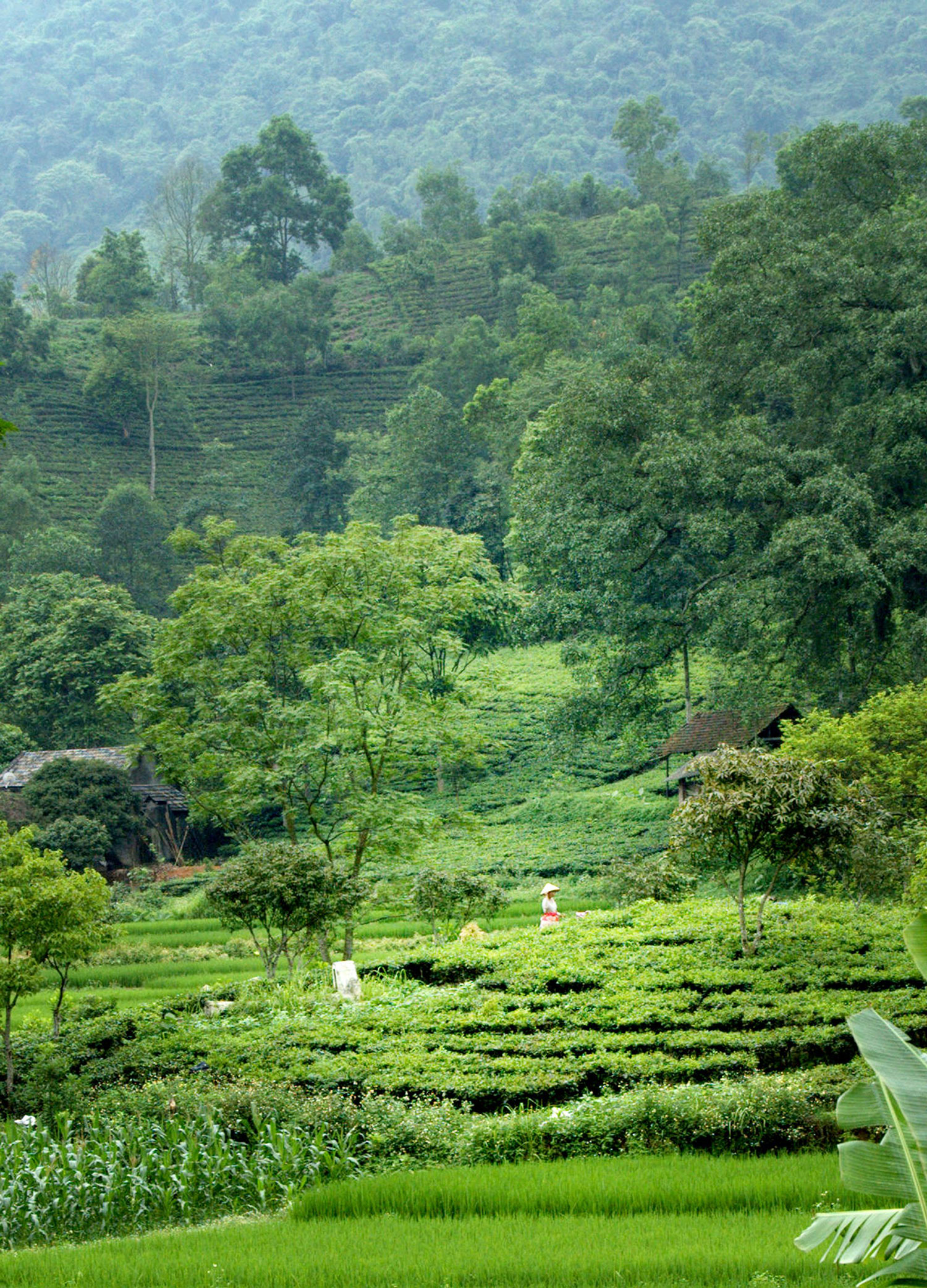 Thái Nguyên: Phía sau hai tiếng "đất chè"