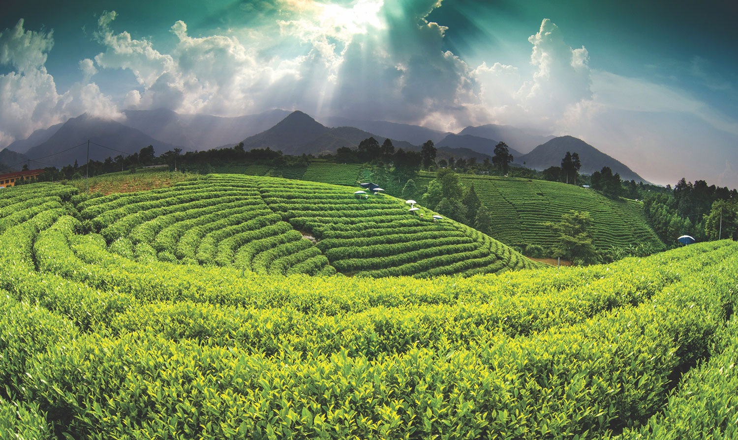 Thái Nguyên: Phía sau hai tiếng "đất chè"