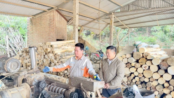 Lào Cai: Châu Quế phát triển kinh tế rừng