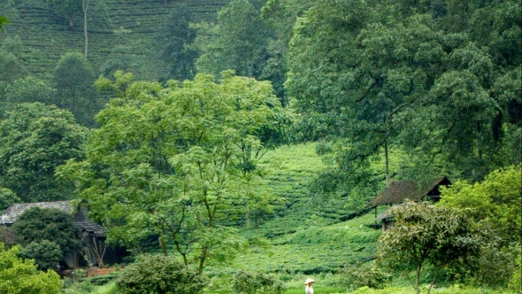 Thái Nguyên: Phía sau hai tiếng "đất chè"