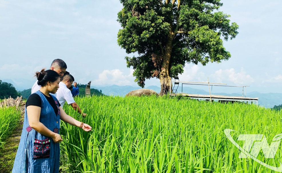 Thái Nguyên: Chuyển đổi số mở hướng phát triển nông nghiệp bền vững