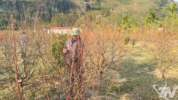 Thái Nguyên: Mùa hoa đào mới nơi triền núi