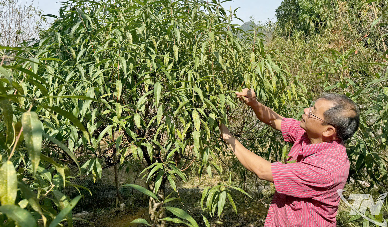 Thái Nguyên: Mùa hoa đào mới nơi triền núi Thái Nguyên: Mùa hoa đào mới nơi triền núi