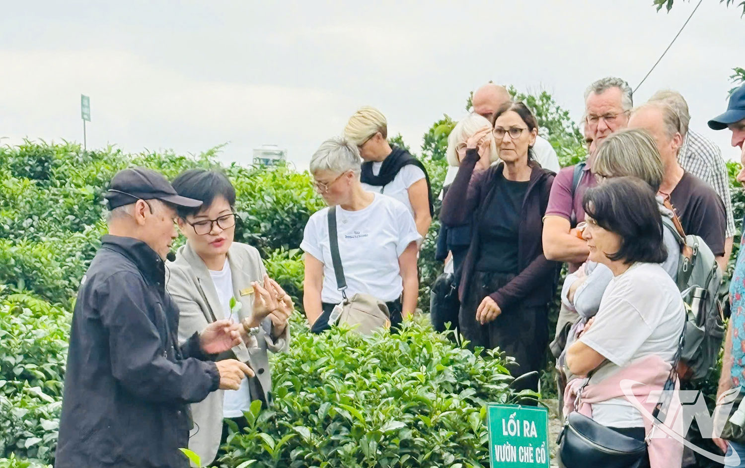 Trà Thái Nguyên lan tỏa bản sắc trong hội nhập