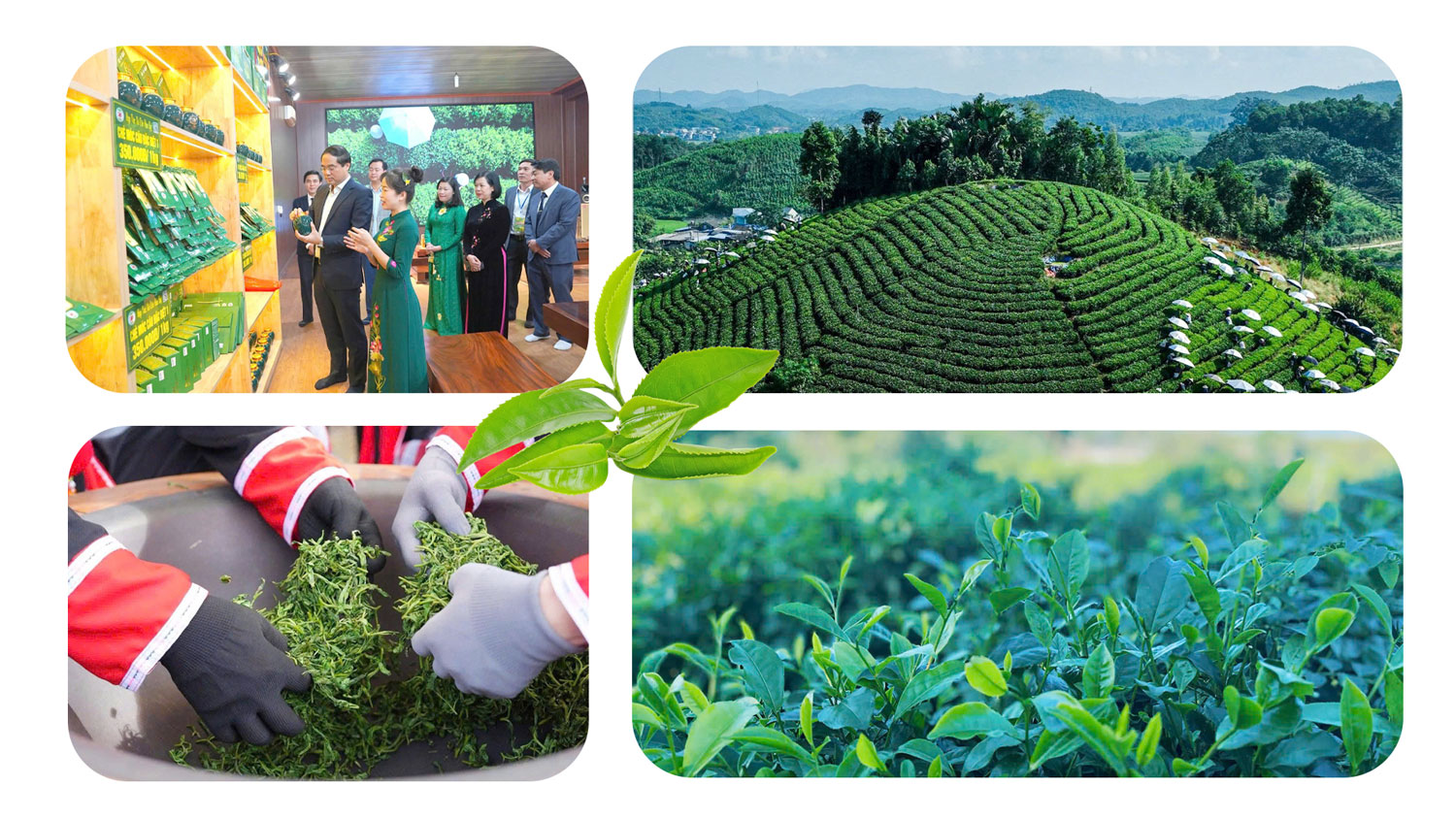 Trà Thái Nguyên lan tỏa bản sắc trong hội nhập