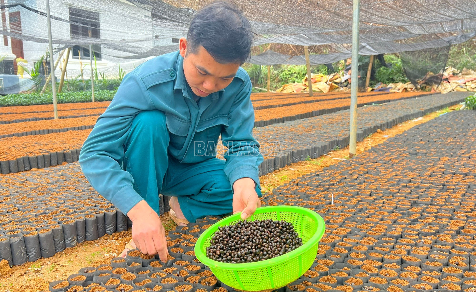 Lào Cai: Vườn ươm vào vụ, sẵn sàng cây giống trồng rừng