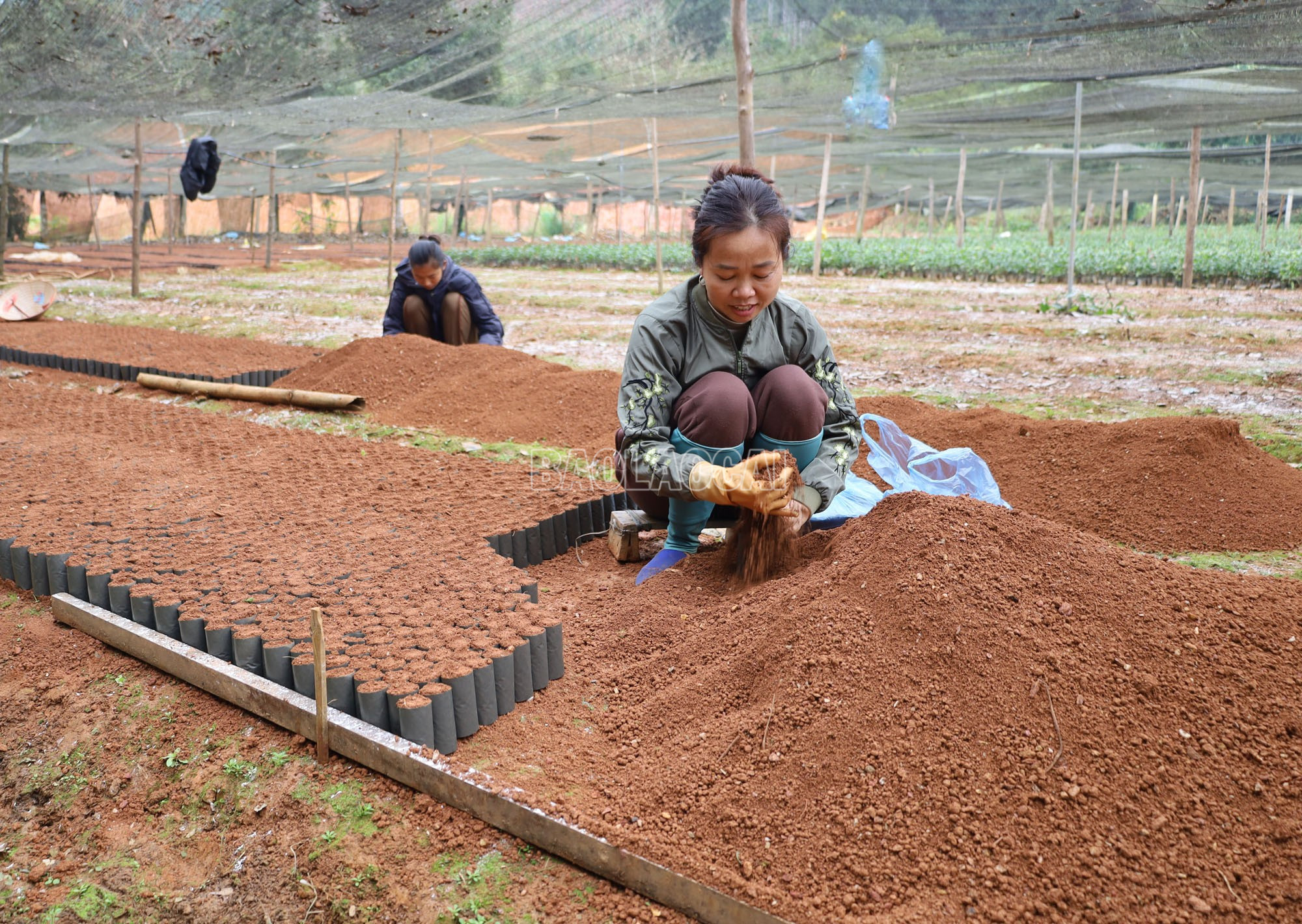 Lào Cai: Vườn ươm vào vụ, sẵn sàng cây giống trồng rừng