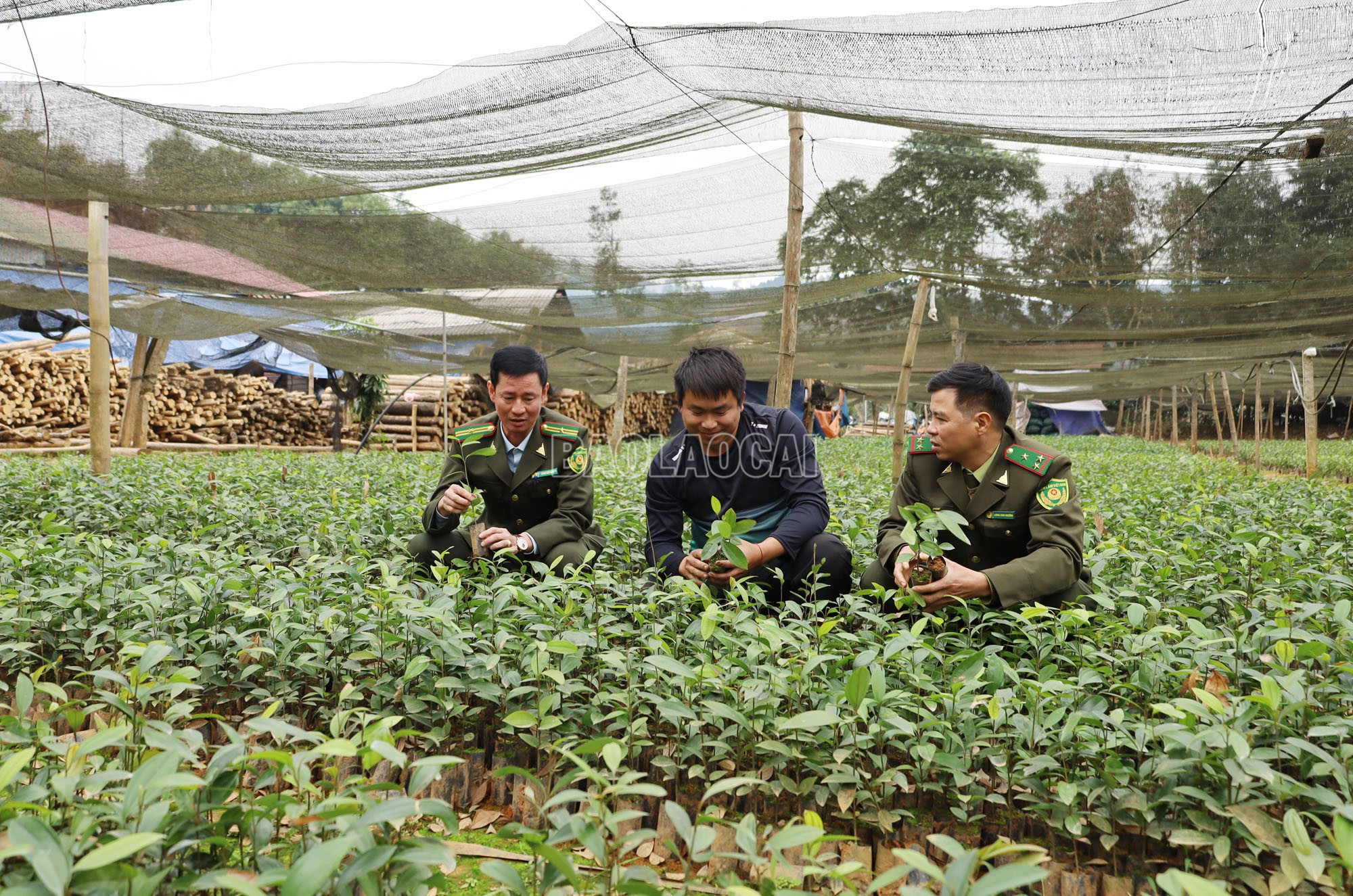 Lào Cai: Vườn ươm vào vụ, sẵn sàng cây giống trồng rừng