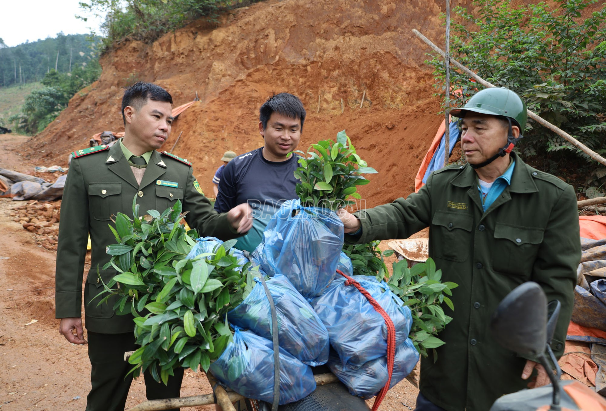 Lào Cai: Vườn ươm vào vụ, sẵn sàng cây giống trồng rừng
