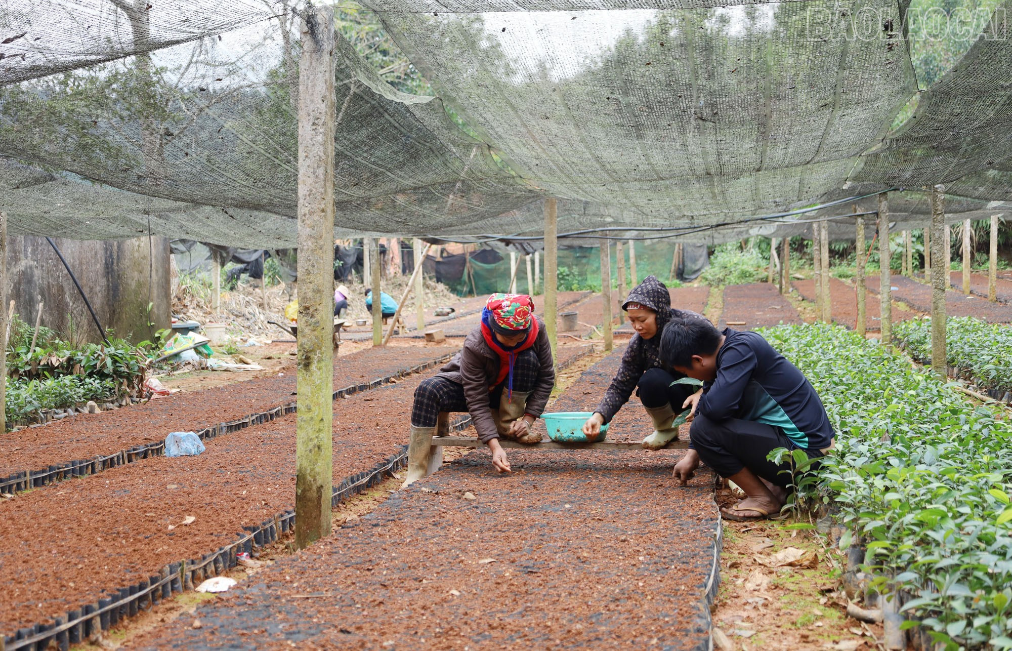 Lào Cai: Vườn ươm vào vụ, sẵn sàng cây giống trồng rừng