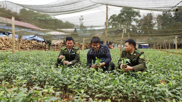 Lào Cai: Vườn ươm vào vụ, sẵn sàng cây giống trồng rừng