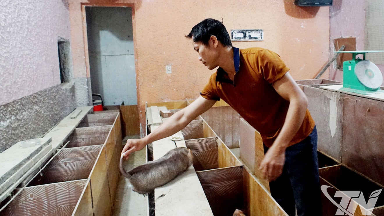 Thái Nguyên: Hướng đi mới hiệu quả từ nuôi dúi rừng